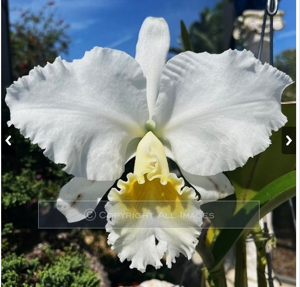 Cattleya Louisa Barton