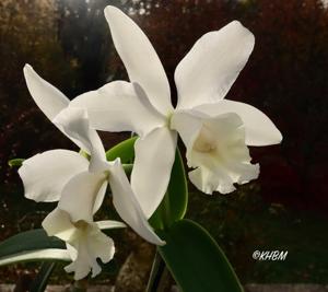 Cattleya Margaret Stewart