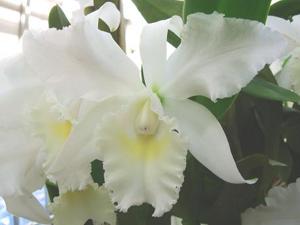 Cattleya Marisabel deLas Casas