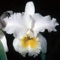 Cattleya Norton Benis