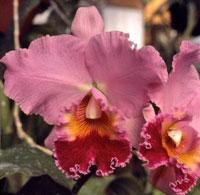 Cattleya Alisal