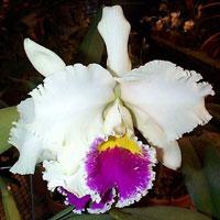 Cattleya Charles Fazio