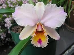 Cattleya John Sexton