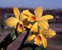 Cattleya Pacific Sun