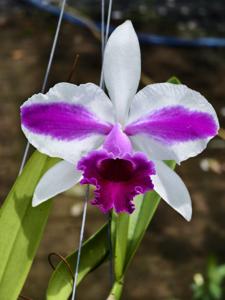 Cattleya Remo Prada