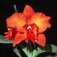 Cattleya Doris (1904)