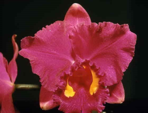 Cattleya Brandywine