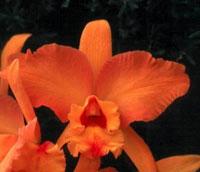 Cattleya Helen Veliz