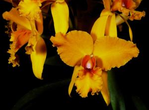 Cattleya Helen Veliz