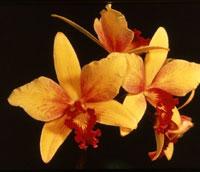 Cattleya Little Beamche