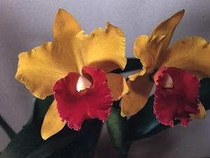 Cattleya Orient Amber