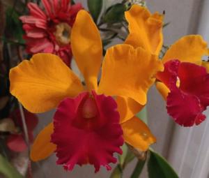 Cattleya Orient Amber