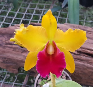 Cattleya Orient Amber