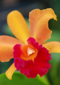 Cattleya Persian Garden