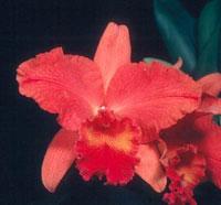 Cattleya Paprika