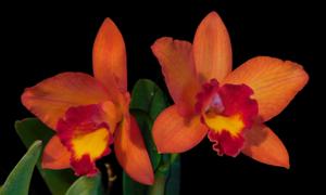 Cattleya Tangerine Imp