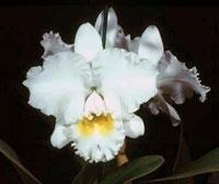 Cattleya Bowbest