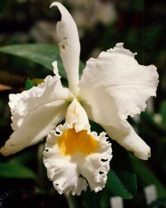 Cattleya Bob Betts