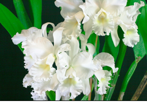 <i>Cattleya</i> Christ Church