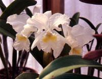 Cattleya Estelle