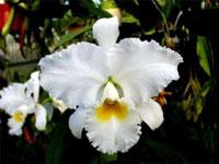 Cattleya Empress Bells