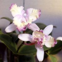 Cattleya Elizabeth Mahon