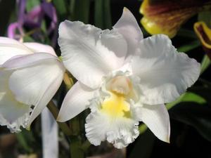 Cattleya Dubiosa (1890)