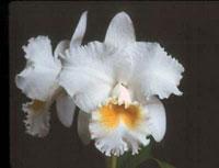 Cattleya Donna Craig