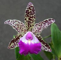 Cattleya Gene May