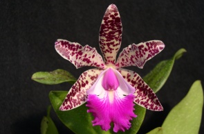 Cattleya Gene May