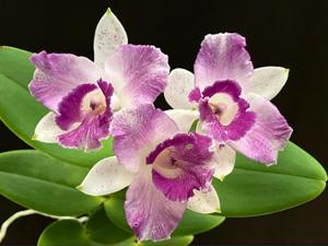 Cattleya Interglossa