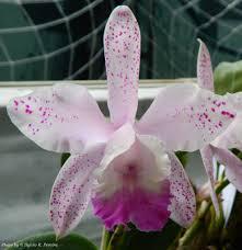 Cattleya Interglossa