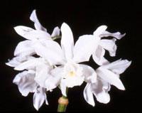 Cattleya High Light