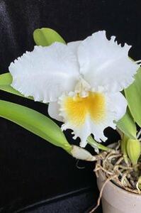 Cattleya Joyce Hannington