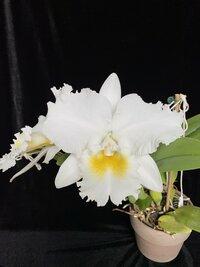 Cattleya Joyce Hannington