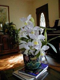 Cattleya Marstersoniae