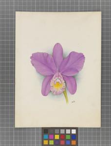 Cattleya Marstersoniae