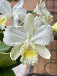 Cattleya Marstersoniae