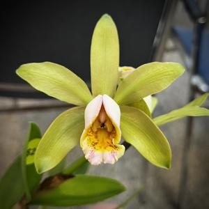 Cattleya Luteous Forb