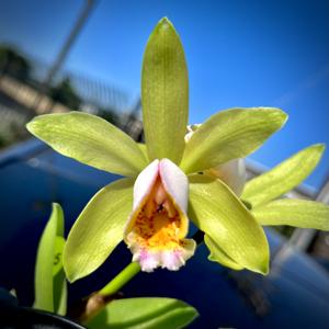 Cattleya Luteous Forb