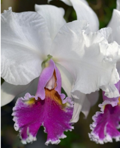 Cattleya Mrs. Frederick Knollys