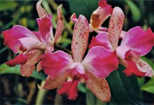 Cattleya Penny Kuroda (Penny Kuroda Gp)