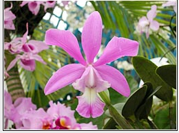 Cattleya O'Brieniana