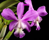 Cattleya O'Brieniana