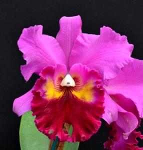 Cattleya Nigritian