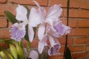 Cattleya Purity