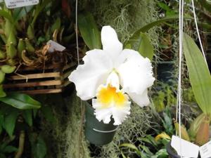 Cattleya Roman Silver