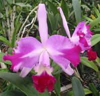 Cattleya Suavior