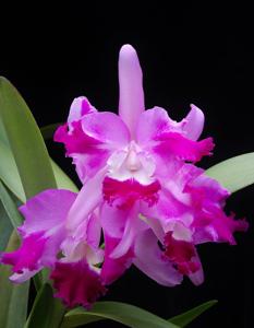 Cattleya Suavior