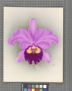 Cattleya Stalin